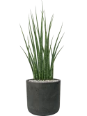 Sansevieria cylindrica 'Fernwood Mikado' in Rough Grond (Vulkastrat)