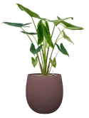 Alocasia zebrina in Terreno Grond (Vulkastrat)