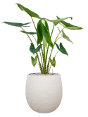 Alocasia zebrina in Terreno Grond (Vulkastrat)