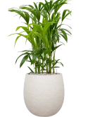 Kentia (Howea) forsteriana in Terreno Grond (Vulkastrat)