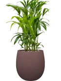 Kentia (Howea) forsteriana in Terreno Grond (Vulkastrat)
