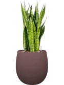 Sansevieria zeylanica in Terreno Grond (Vulkastrat)