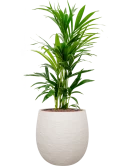 Kentia (Howea) forsteriana in Terreno Hydrocultuur