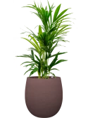Kentia (Howea) forsteriana in Terreno Hydrocultuur