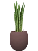 Sansevieria zeylanica 'Narrow' in Terreno Hydrocultuur