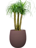 Beaucarnea recurvata in Terreno Hydrocultuur