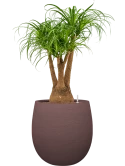 Beaucarnea recurvata in Terreno Hydrocultuur