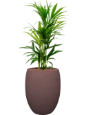 Kentia (Howea) forsteriana in Terreno Hydrocultuur