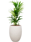 Kentia (Howea) forsteriana in Terreno Hydrocultuur