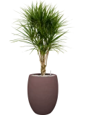 Dracaena marginata in Terreno Grond (Vulkastrat)