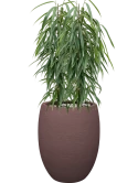 Ficus binnendijkii 'Alii' in Terreno Grond (Vulkastrat)