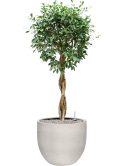 Ficus microcarpa 'Nitida' in Terreno Grond (Vulkastrat)