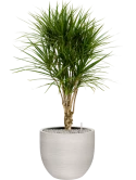 Dracaena marginata in Terreno Grond (Vulkastrat)