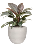 Philodendron 'Imperial Red' in Terreno Grond (Vulkastrat)