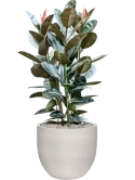 Ficus elastica 'Abidjan' in Terreno Grond (Vulkastrat)