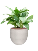 Aglaonema 'Chantal' in Terreno Hydrocultuur