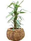 Philodendron 'Silver Queen' in Drypot Abaca Grond (Vulkastrat) Grond (Vulkastrat)