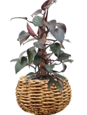 Philodendron 'New Red' in Drypot Abaca Grond (Vulkastrat) Grond (Vulkastrat)