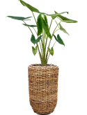 Alocasia zebrina in Drypot Abaca Grond (Vulkastrat) Grond (Vulkastrat)