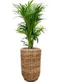 Kentia (Howea) forsteriana in Drypot Abaca Grond (Vulkastrat) Grond (Vulkastrat)