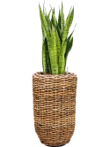 Sansevieria zeylanica in Drypot Abaca Grond (Vulkastrat) Grond (Vulkastrat)