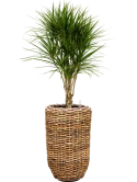 Dracaena marginata in Drypot Abaca Grond (Vulkastrat) Grond (Vulkastrat)