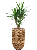 Yucca elephantipes in Drypot Abaca Grond (Vulkastrat)