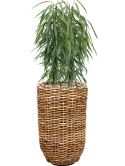 Ficus binnendijkii 'Alii' in Drypot Abaca Grond (Vulkastrat)