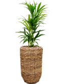 Kentia (Howea) forsteriana in Drypot Abaca Hydrocultuur
