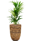 Kentia (Howea) forsteriana in Drypot Abaca Hydrocultuur