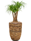 Beaucarnea recurvata in Drypot Abaca Hydrocultuur