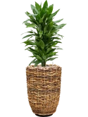 Dracaena fragrans 'Janet Lind' in Drypot Abaca Grond (Vulkastrat)