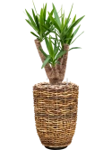 Yucca elephantipes in Drypot Abaca Grond (Vulkastrat)