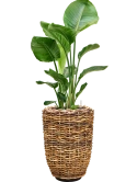 Strelitzia nicolai in Drypot Abaca Grond (Vulkastrat)