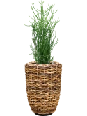Euphorbia tirucalli in Drypot Abaca Grond (Vulkastrat)