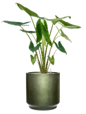 Alocasia zebrina in Baq Gradient Grond (Vulkastrat) Grond (Vulkastrat)