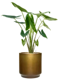 Alocasia zebrina in Baq Gradient Grond (Vulkastrat) Grond (Vulkastrat)