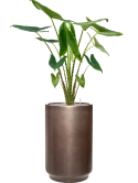 Alocasia zebrina in Baq Gradient Grond (Vulkastrat) Grond (Vulkastrat)