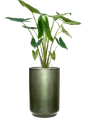 Alocasia zebrina in Baq Gradient Grond (Vulkastrat) Grond (Vulkastrat)