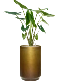 Alocasia zebrina in Baq Gradient Grond (Vulkastrat) Grond (Vulkastrat)