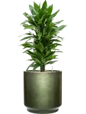 Dracaena fragrans 'Janet Lind' in Baq Gradient Grond (Vulkastrat) Grond (Vulkastrat)