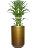 Kentia (Howea) forsteriana in Baq Gradient Grond (Vulkastrat) Grond (Vulkastrat)