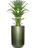 Kentia (Howea) forsteriana in Baq Gradient Grond (Vulkastrat) Grond (Vulkastrat)