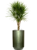 Dracaena marginata in Baq Gradient Grond (Vulkastrat)