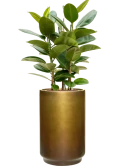 Ficus elastica 'Robusta' in Baq Gradient Hydrocultuur