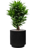 Dracaena fragrans 'Compacta' in Capi Nature Groove NL Grond (Vulkastrat)