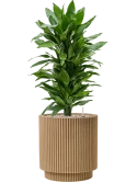 Dracaena fragrans 'Janet Lind' in Capi Nature Groove NL Grond (Vulkastrat)
