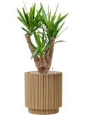 Yucca elephantipes in Capi Nature Groove NL Grond (Vulkastrat)