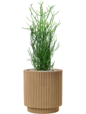 Euphorbia tirucalli in Capi Nature Groove NL Grond (Vulkastrat)