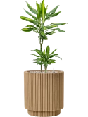 Dracaena fragrans 'Cintho' in Capi Nature Groove NL Grond (Vulkastrat)